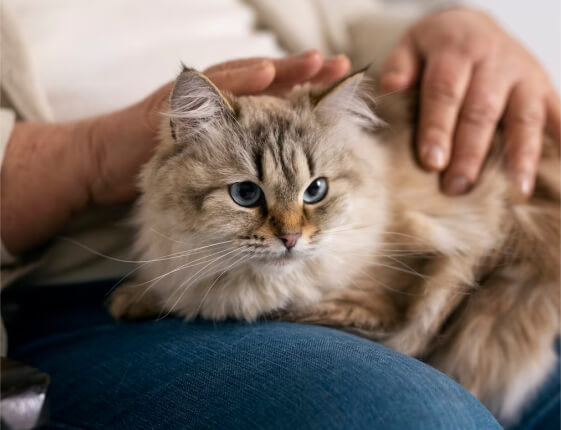 The Eco-Friendly Cat Litter That Actually Works: Tofu & Bamboo Charcoal Explained